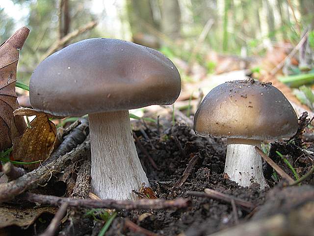 Il Risveglio dei Funghi